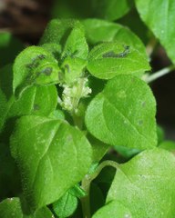 Parietaria lusitanica