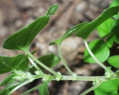 Parietaria lusitanica