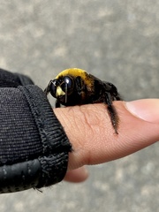 Xylocopa appendiculata circumvolans