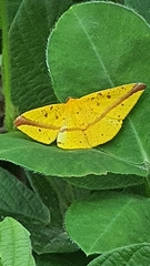 Lepidoptera