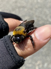 Xylocopa appendiculata circumvolans