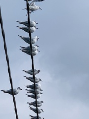 Chroicocephalus ridibundus