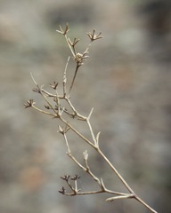Bupleurum plantagineum