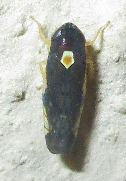 Scaphoidophyes pyrus