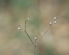 Linum corymbiferum