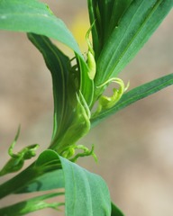 Linum corymbiferum