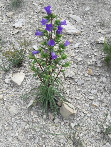 Image of Campanula speciosa by (c) Denis Bastianelli, some rights reserved (CC BY)