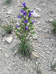 Campanula speciosa