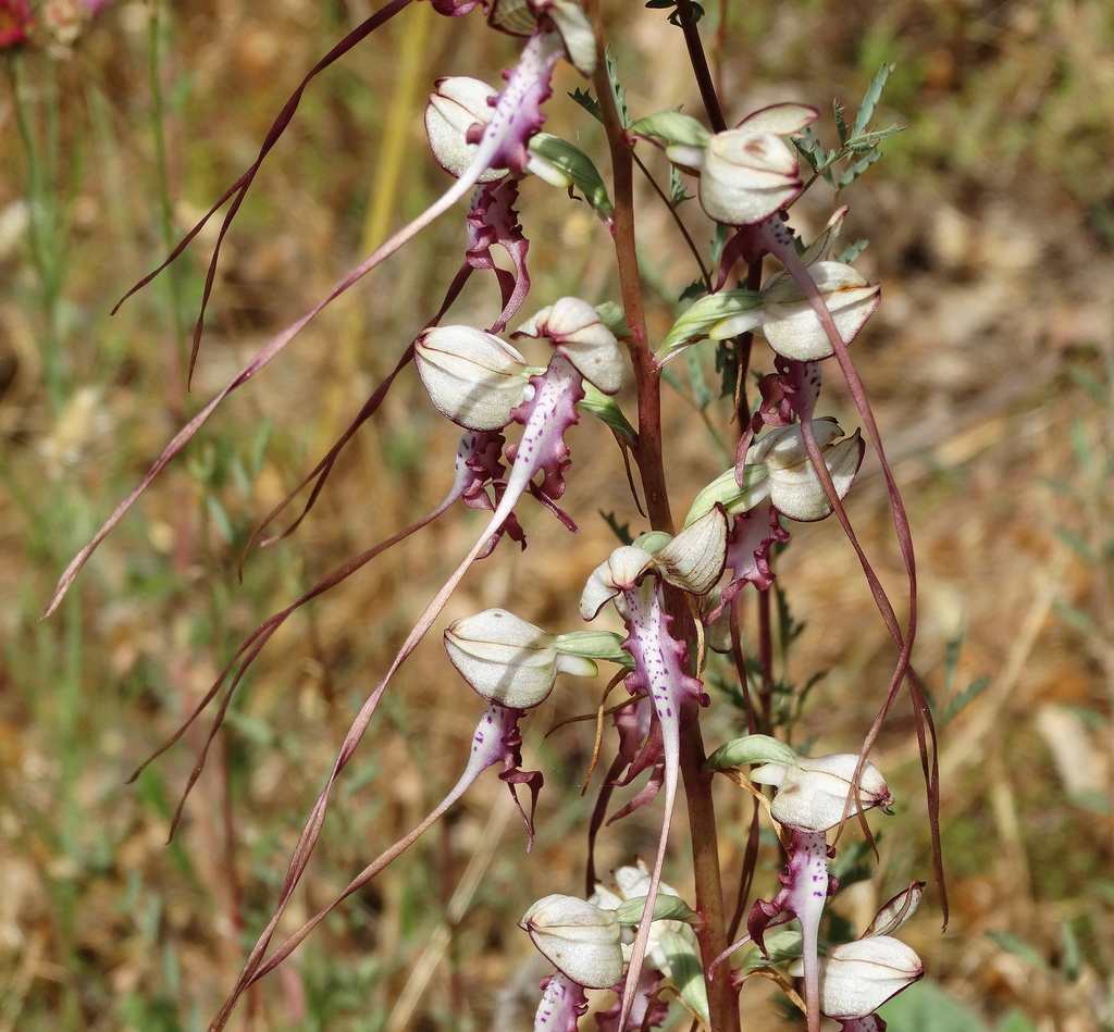 Himantoglossum calcaratum