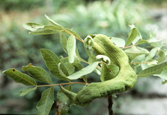 Baizongia pistaciae