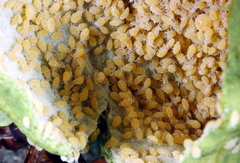Baizongia pistaciae