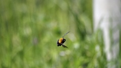 Xylocopa appendiculata circumvolans