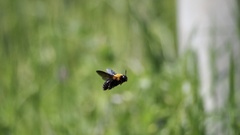 Xylocopa appendiculata circumvolans