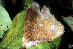 Baizongia pistaciae