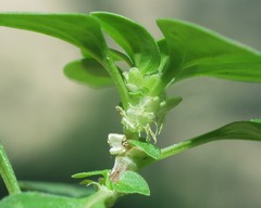 Theligonum cynocrambe image