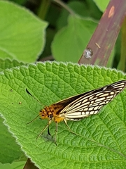 Metisella willemi