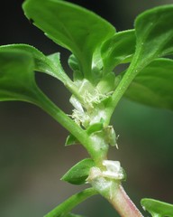 Theligonum cynocrambe image