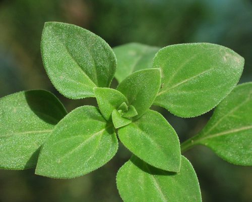 Theligonum cynocrambe image