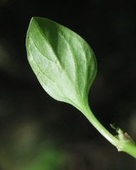 Theligonum cynocrambe image