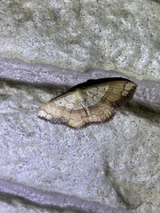 Pylargosceles steganioides