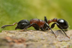 Dilobocondyla fouqueti