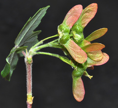 Acer granatense