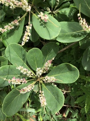 Terminalia muelleri
