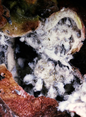 Eriosoma lanuginosum