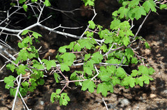 Acer granatense