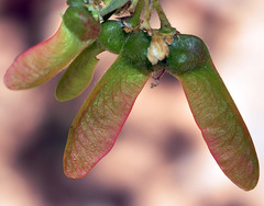 Acer granatense