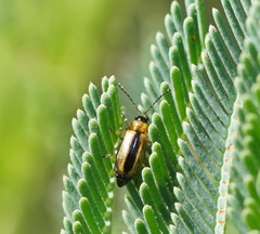 Monolepta subsuturalis