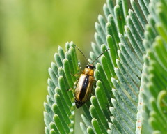 Monolepta subsuturalis
