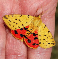 Diacrisia purpurata