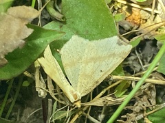 Pareclipsis gracilis