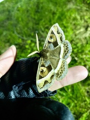 Metopta rectifasciata