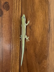 Phelsuma dubia
