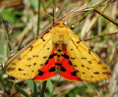 Diacrisia purpurata