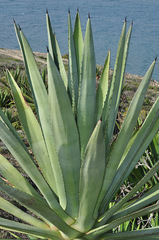 Agave fourcroydes