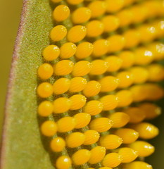 Delias harpalyce