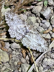 Paradarisa consonaria