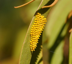 Delias harpalyce