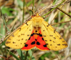 Diacrisia purpurata