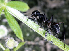 Camponotus vagus
