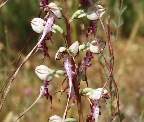 Image of Himantoglossum calcaratum by (c) Kostas Zontanos, some rights reserved (CC BY)