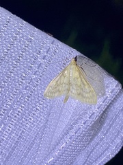 Paratalanta pandalis