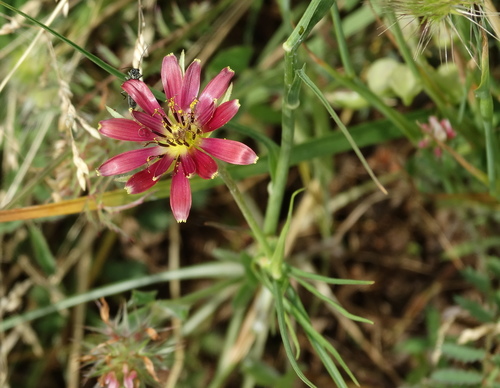 Image of Tragopogon Balcanicus (Tragopogon balcanicus) by (c) Kostas Zontanos, some rights reserved (CC BY)