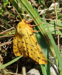 Diacrisia purpurata