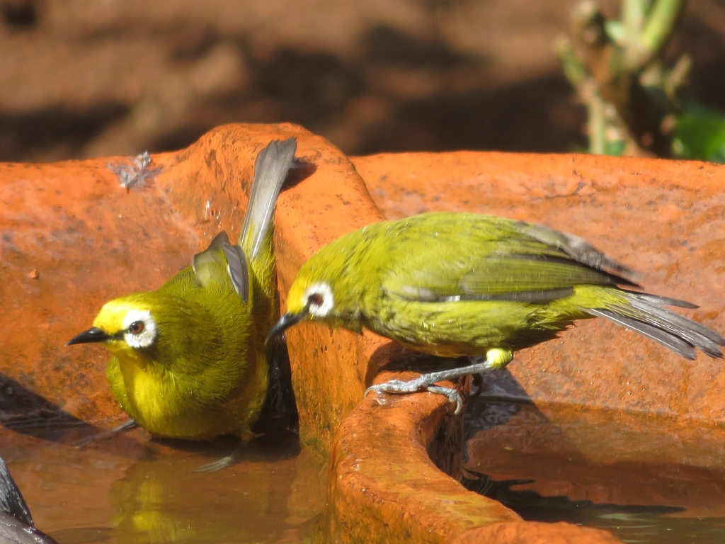 Kikuyu White-eye