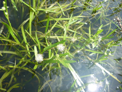 Sparganium natans iNat (3)