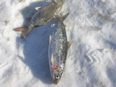 Khadary Whitefish photo 1